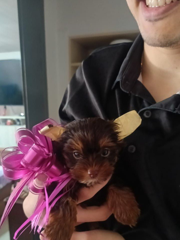 Hermosa cachorra Yorkshire Terrier (Yorkie) miniatura hembra de color exótico chocolate. Entregada por el criadero AmoraPets en Pereira, Eje Cafetero. Ejemplar de lujo con genética Premium.