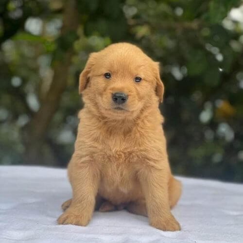 Cachorro Golden Retriever puro de alta genetica en Colombia