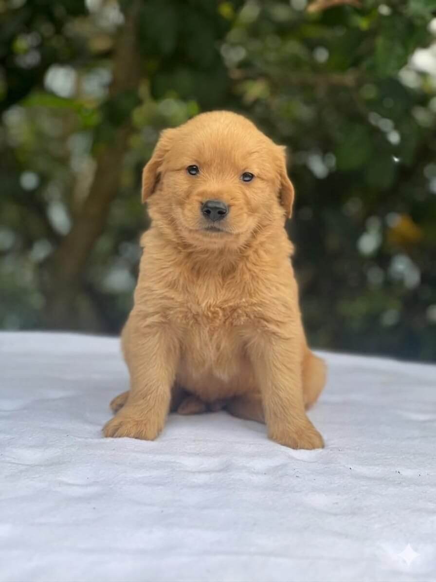 Cachorro Golden Retriever disponible para compra en Colombia, AmoraPets