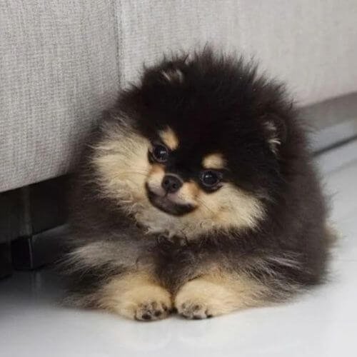 Cachorro Pomerania cara de oso pura sangre exclusivo en Colombia