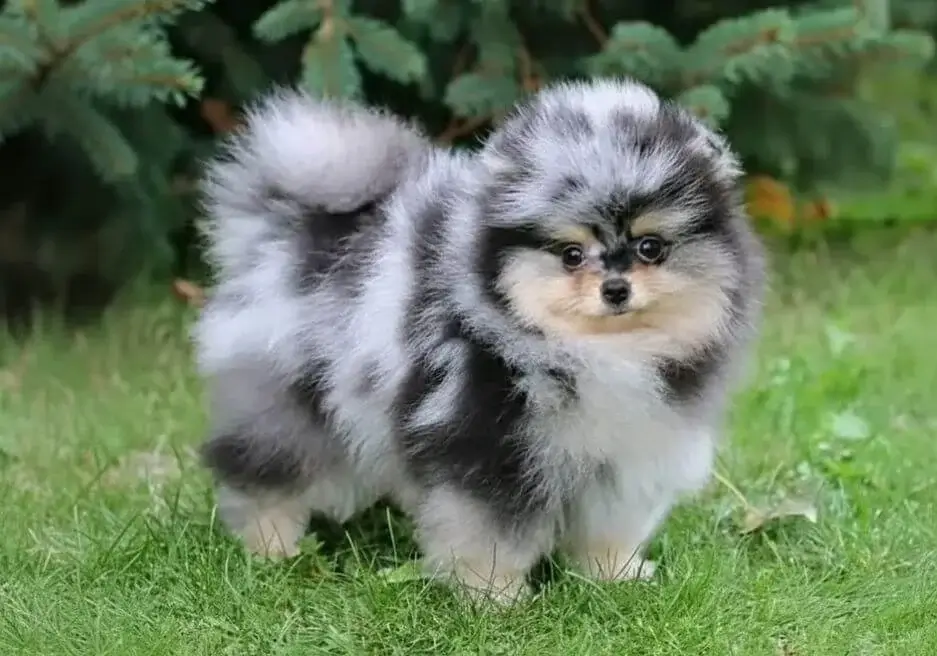 Cachorro Pomerania linea coreana puro exclusivo en Colombia