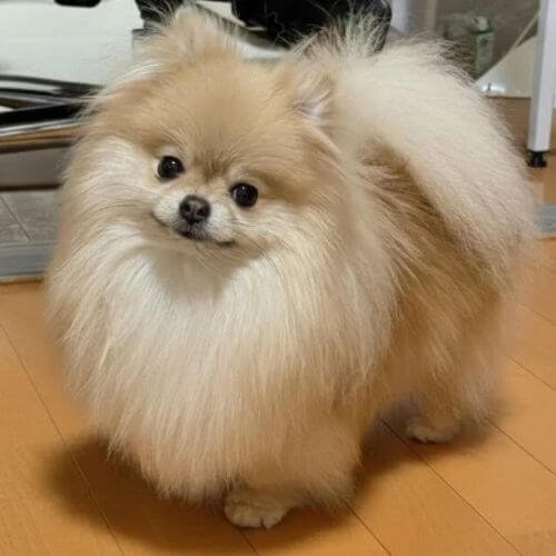Cachorro Pomerania mini lulu cara de oso exclusivo en Colombia