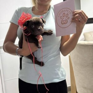 Cachorro American Bully Pocket Chocolate de raza pura entregado en Medellín por AmoraPets