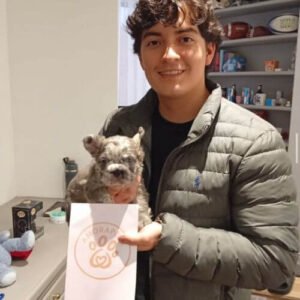 Cachorro Bulldog Francés Fluffy Merle de raza pura entregado en Bogotá por AmoraPets