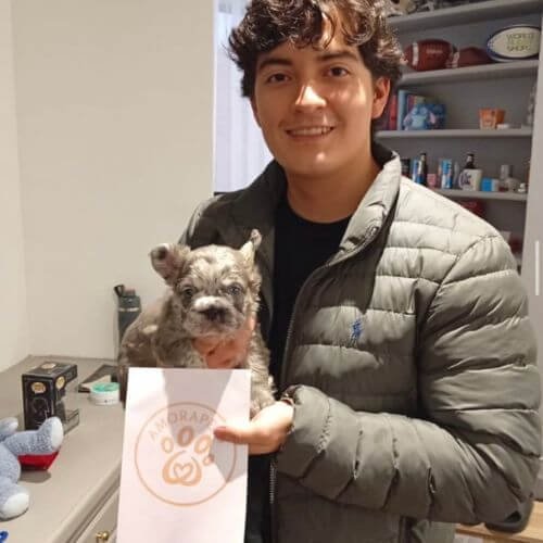 Entrega Bulldog Francés Fluffy Merle en Bogotá — AmoraPets