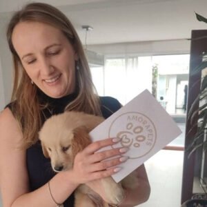 Cachorro Golden Retriever de raza pura entregado en Medellín por AmoraPets