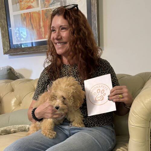 inicio Entrega de cachorro Goldendoodle en Llanogrande por AmoraPets