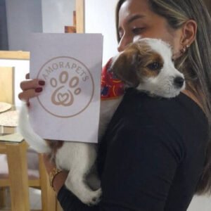 Cachorro Jack Russell Terrier pelo de alambre de raza pura entregado en Medellín por AmoraPets