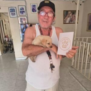 Cachorro Labrador Retriever de raza pura entregado en Cali por AmoraPets