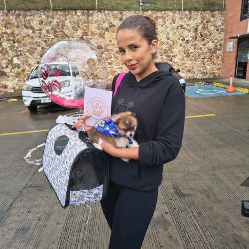 Entrega de cachorro Pomerania en Cali por AmoraPets