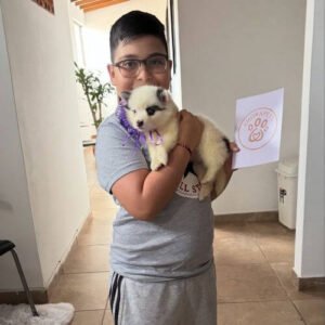 Cachorro Pomsky de raza pura entregado en Bogotá por AmoraPets