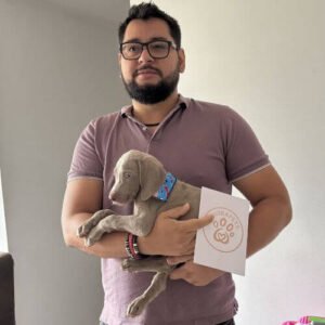 Cachorro Weimaraner de raza pura entregado en Medellín por AmoraPets