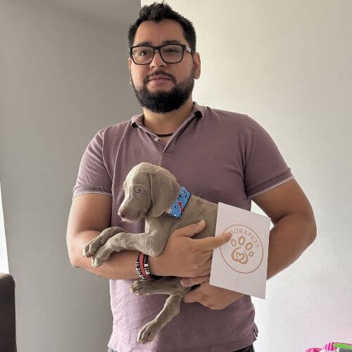Familia feliz recibiendo su cachorro Weimaraner de AmoraPets en Colombia