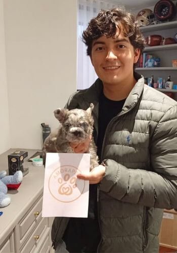 Bulldog francés Cachorro Bulldog Francés Fluffy Merle entregado en Bogotá por AmoraPets — ejemplar de color exótico y pelo largo