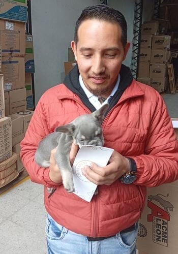 Entrega de Bulldog Francés en Villavicencio — AmoraPets