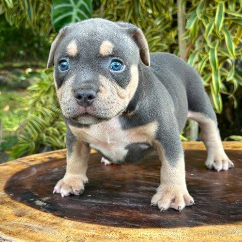 American Bully Colombia AmoraPets