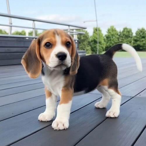 Cachorro Beagle de raza pura disponible en Barranquilla — AmoraPets