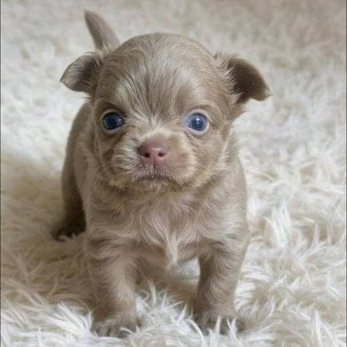 Chihuahua Colombia AmoraPets
