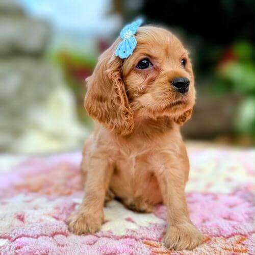 Cocker Spaniel Colombia AmoraPets