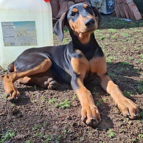 Cachorro Doberman de raza pura disponible en Barranquilla — AmoraPets