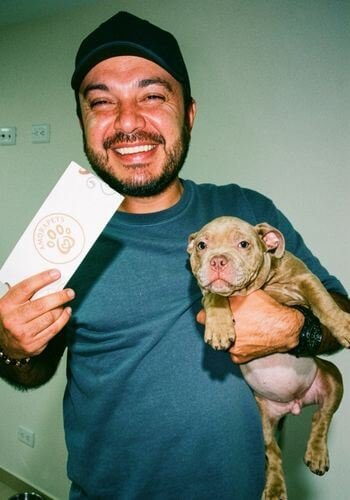 Cachorro American Bully de raza pura entregado por AmoraPets con envío nacional en Colombia