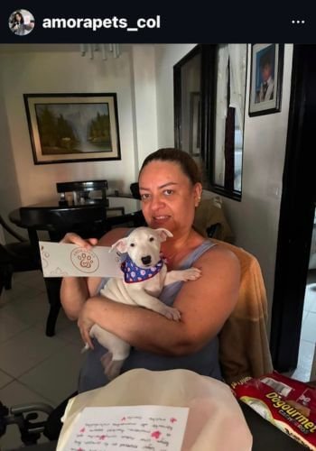 Bull Terrier de raza pura entregado en Barranquilla Atlántico por AmoraPets