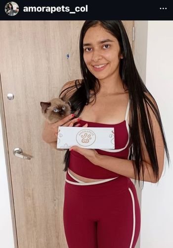 Gato Ragdoll de raza pura entregado en Cali Valle del Cauca por AmoraPets