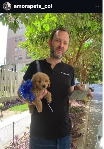 Cachorro Goldendoodle de raza pura entregado en Barranquilla Atlántico por AmoraPets