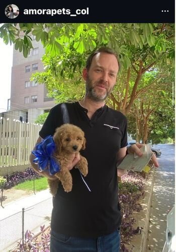 Cachorro Goldendoodle de raza pura entregado en Cali por AmoraPets