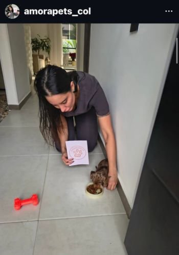 Teckel Salchicha de raza pura entregado en Barranquilla Atlántico por AmoraPets