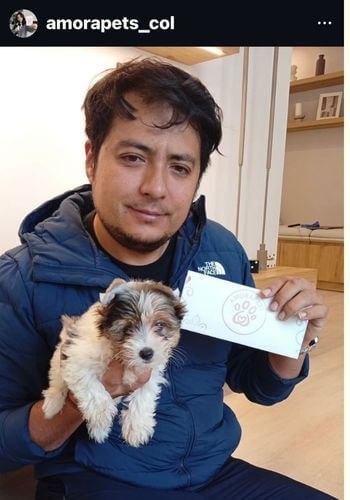 Yorkshire Terrier Biewer de raza pura entregado en Cali por AmoraPets