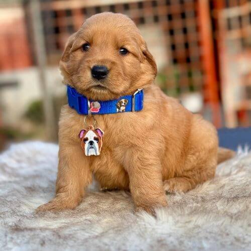 Golden Retriever Colombia AmoraPets