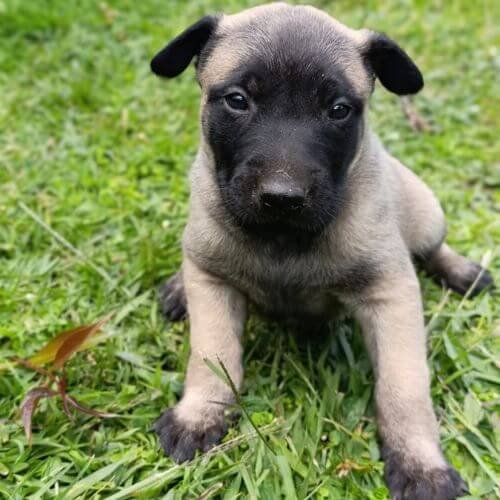 Pastor Belga Malinois Colombia AmoraPets