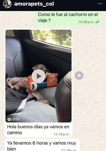 Conversación real de cliente satisfecho con entrega de cachorro en Cali por AmoraPets