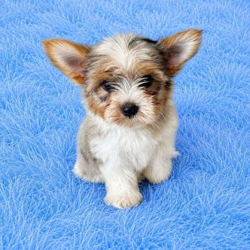 Yorkshire Terrier Colombia AmoraPets