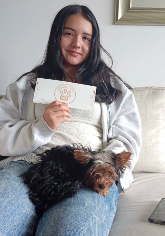 Cachorro Yorkshire Terrier tradicional negro y fuego entregado a familia feliz por AmoraPets