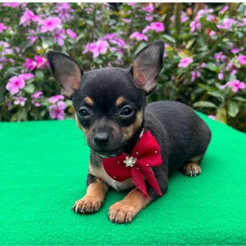 inicio Cachorro Chihuahua cabeza de manzana black and tan en AmoraPets Cali