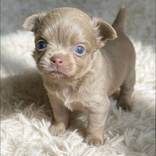 Cachorro Chihuahua línea tailandesa exclusiva de alta calidad, disponible para venta en AmoraPets Colombia