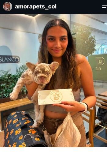 inicio Entrega de cachorro Bulldog Francés Fluffy en Medellín por AmoraPets