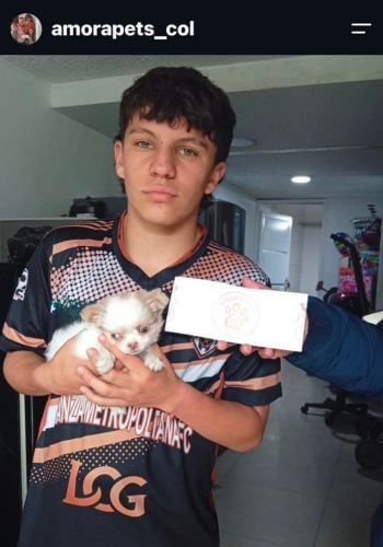 inicio Entrega de cachorro Chihuahua bicolor en Cali por AmoraPets