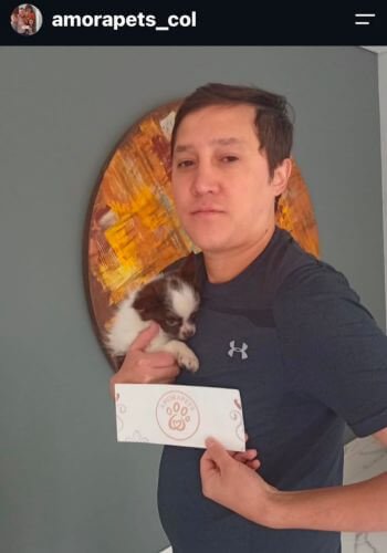 inicio Entrega de cachorro Chihuahua bicolor en Pereira por AmoraPets