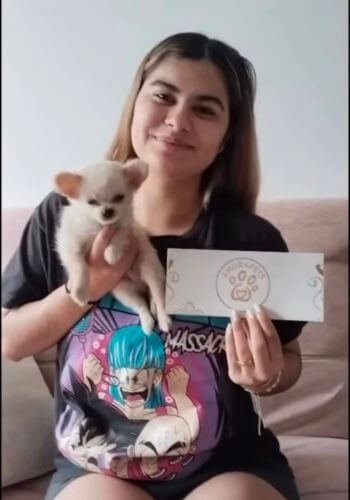 inicio Entrega de cachorro Chihuahua crema en Medellín por AmoraPets