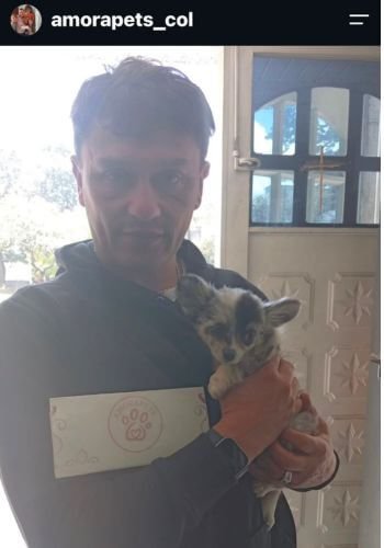 Cachorro Chihuahua merle exótico entregado a familia feliz en Bogotá por AmoraPets
