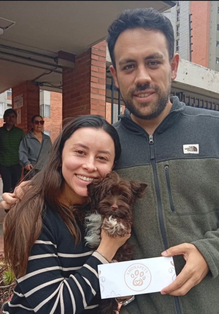 Cachorro Yorkshire Terrier chocolate exótico entregado a familia feliz en Bogotá por el criadero AmoraPets