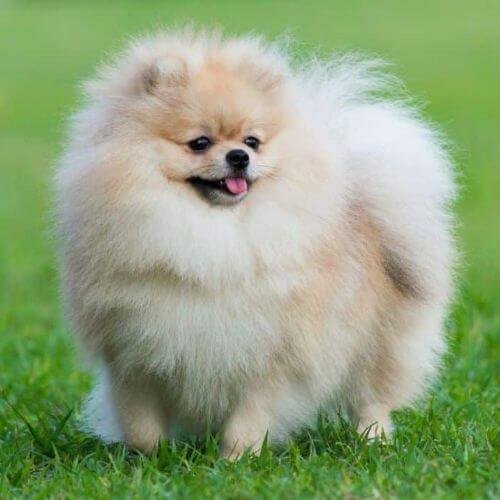Cachorro Pomerania cara de oso de AmoraPets