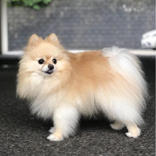 Cachorro Pomerania línea rusa de AmoraPets
