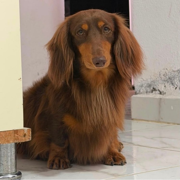 Teckel salchicha Cachorro Teckel (perro salchicha) chocolate de pelo largo de raza pura en AmoraPets Medellín, Colombia
