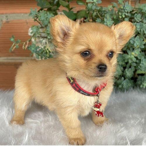 Cachorro Chihuahua crema disponible en AmoraPets