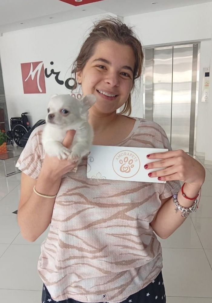 Familia feliz recibiendo su cachorro Chihuahua de AmoraPets en Colombia
