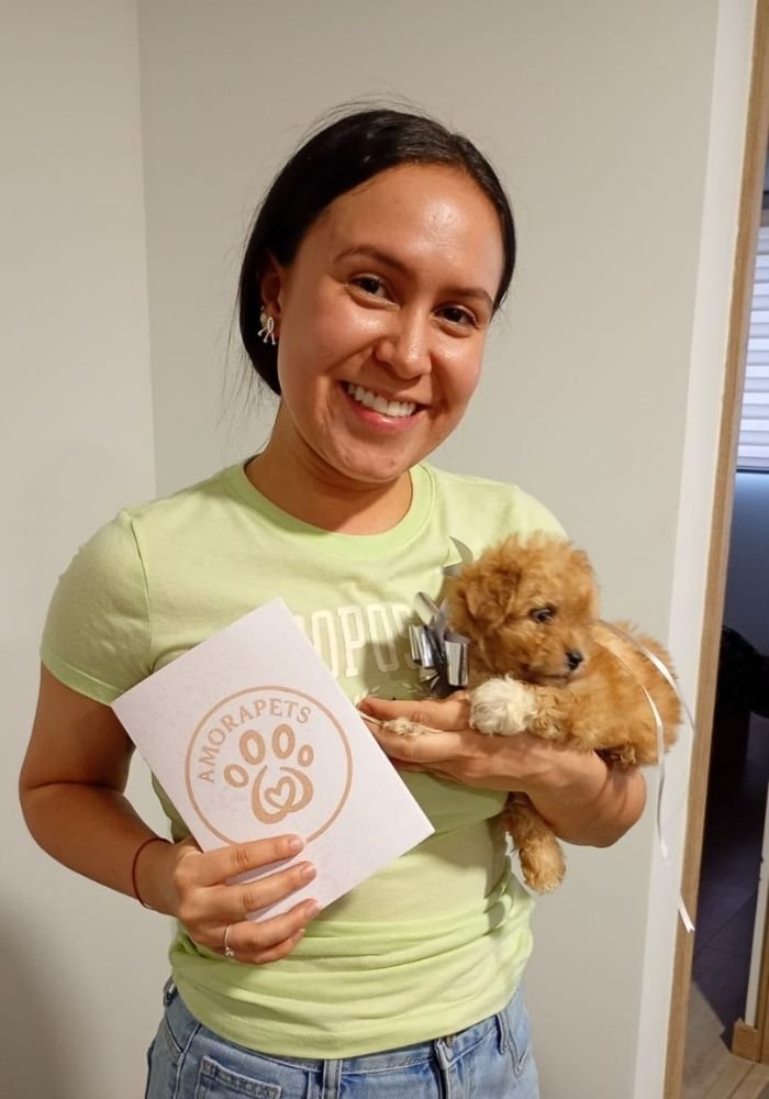 Familia feliz recibiendo su cachorro Maltipoo bicolor de raza pequeña en Sabaneta por AmoraPets Colombia